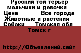 Русский той-терьер мальчики и девочки › Цена ­ 8 000 - Все города Животные и растения » Собаки   . Томская обл.,Томск г.